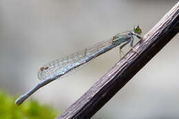 Image of Eastern Forktail