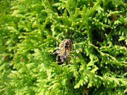 Image of Barn orb-weaver