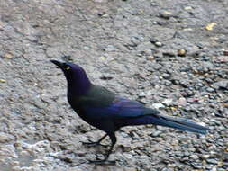 Image of Common Grackle