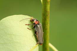 Image of Cantharis fusca