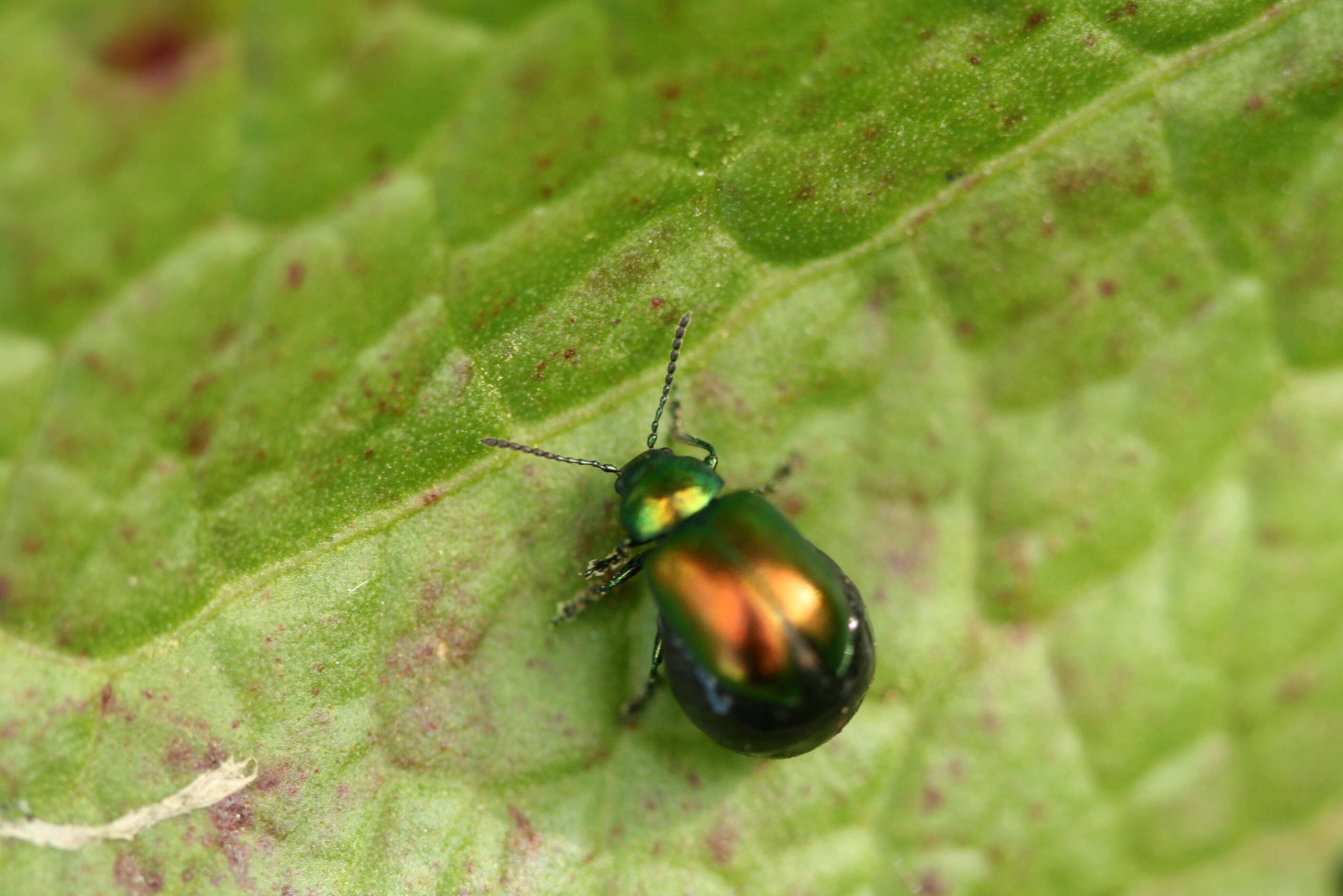 Image of Gastrophysa viridula