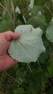 Image of Chinese white poplar