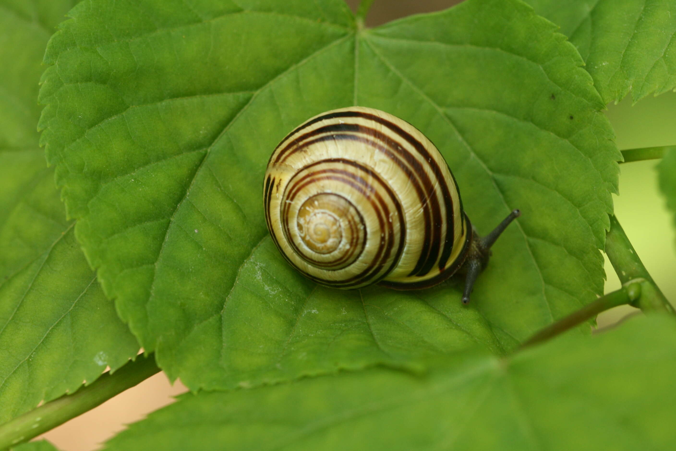 Image of Brown Lipped Snail