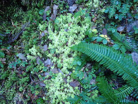 Image of Girgensohn's bog-moss