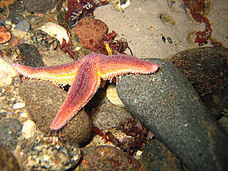 Image of Common sea star