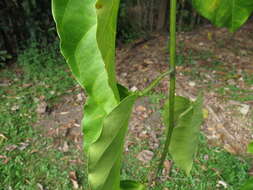 Image of Adenia heterophylla (Bl.) Koord.