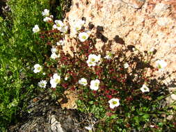 Plancia ëd Saxifraga cernua L.