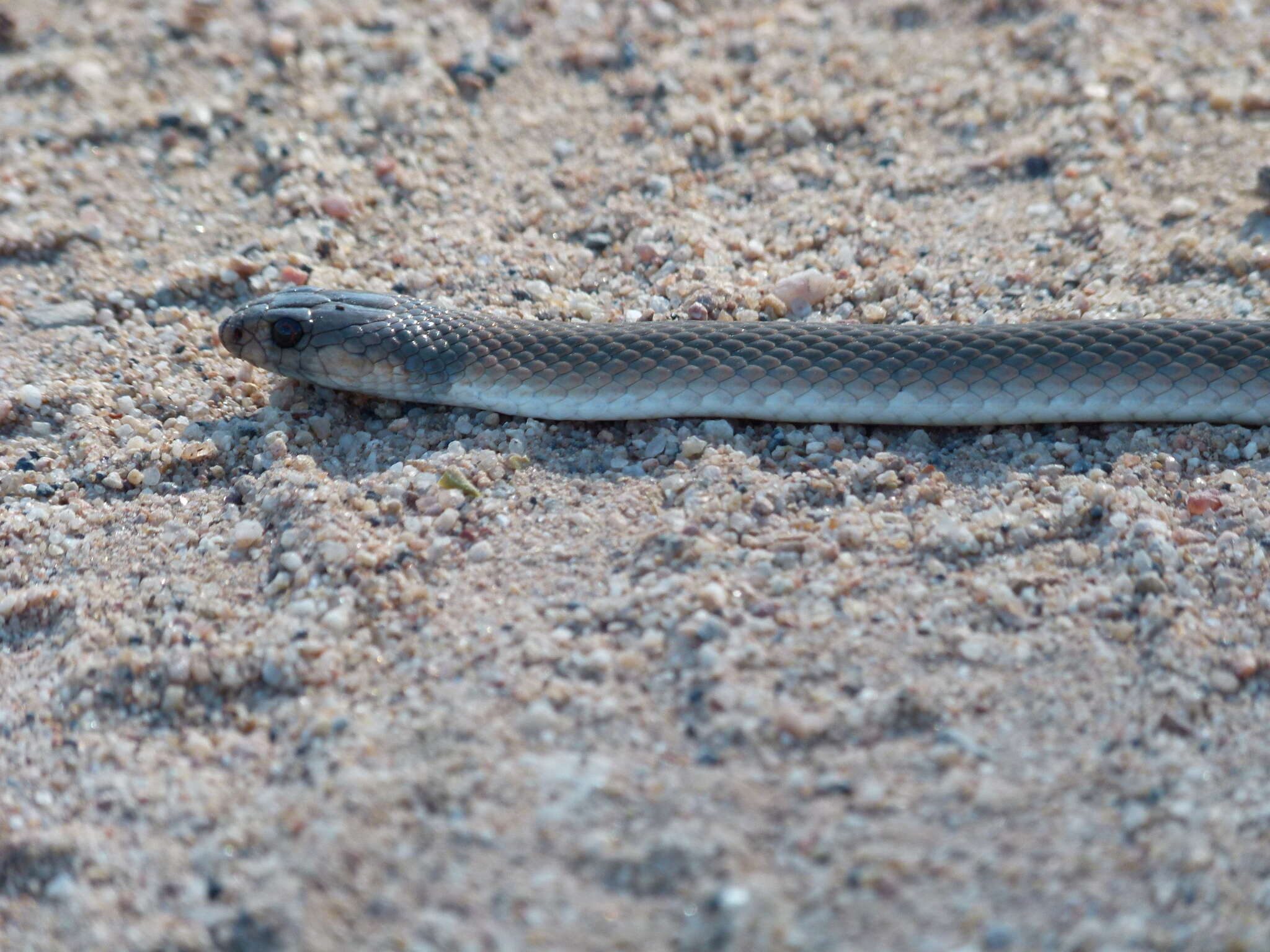 Image of Ringed Brown Snake