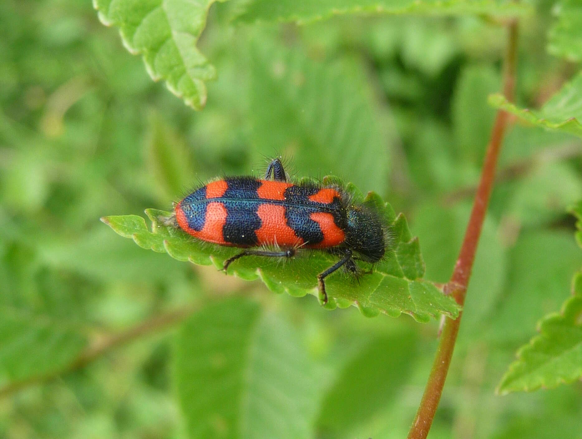 Image of Trichodes alvearius