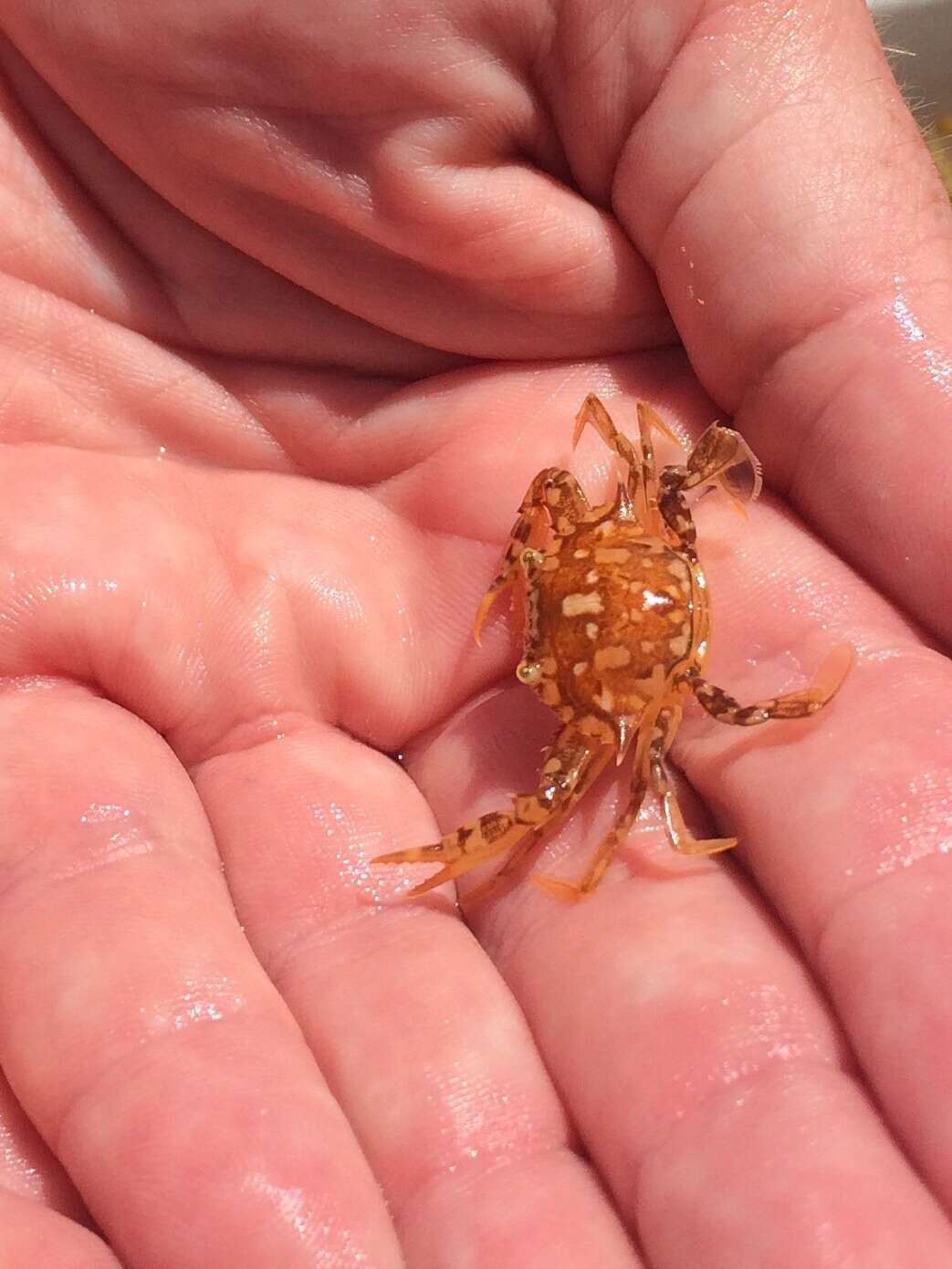 Image of sargassum crab