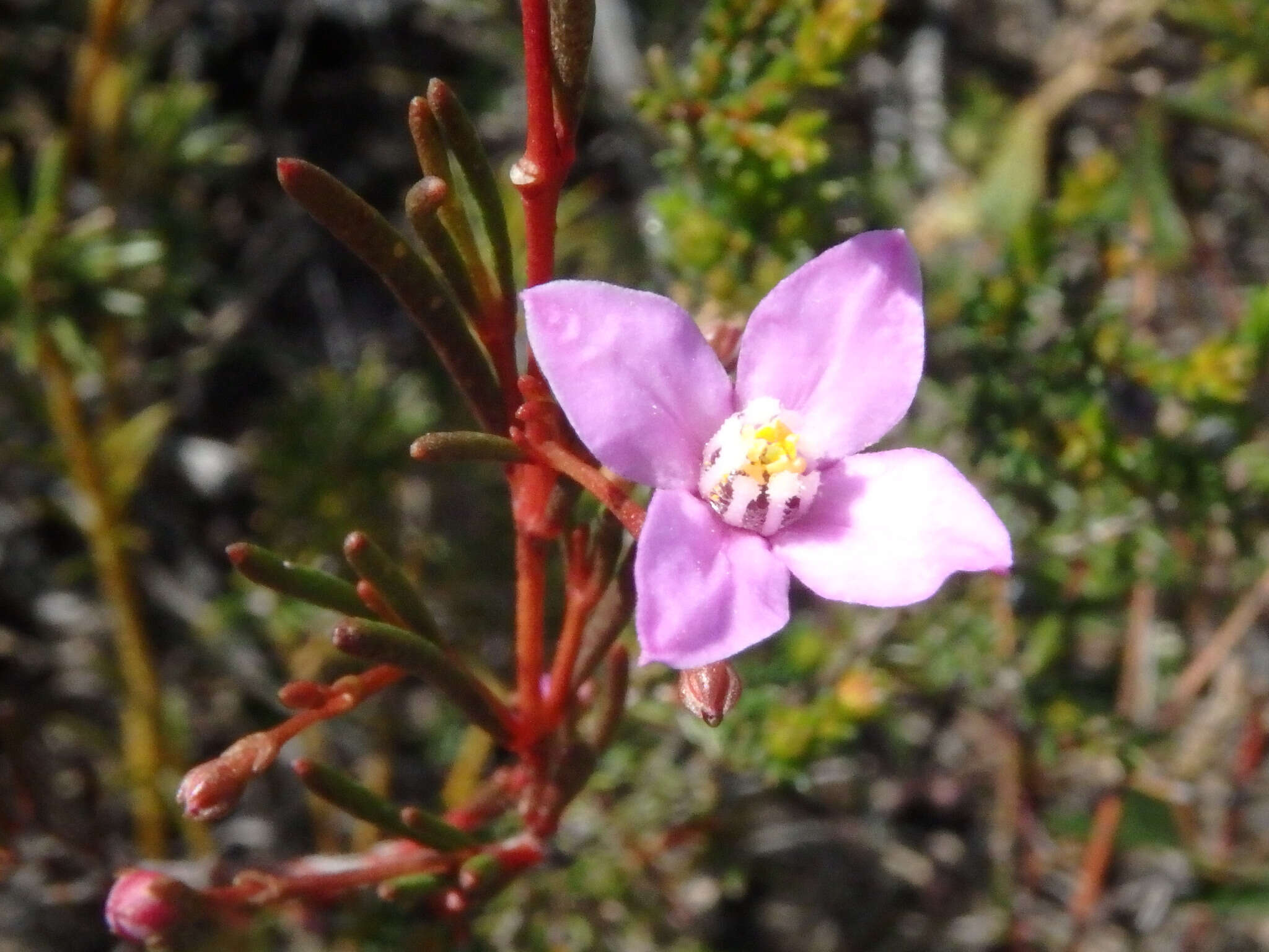 Image of Boronia filifolia F. Müll.