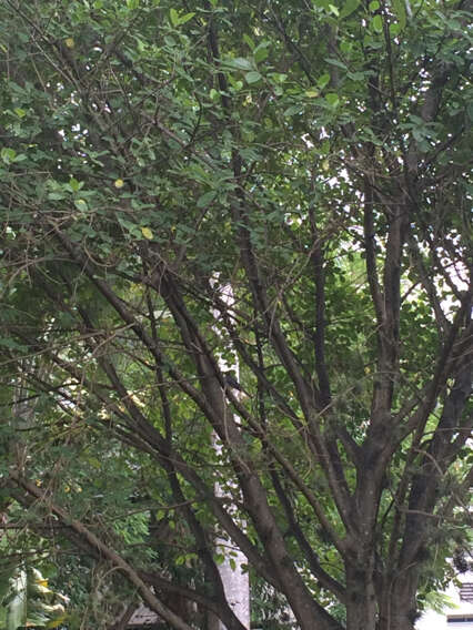 Image of Red-legged Thrush