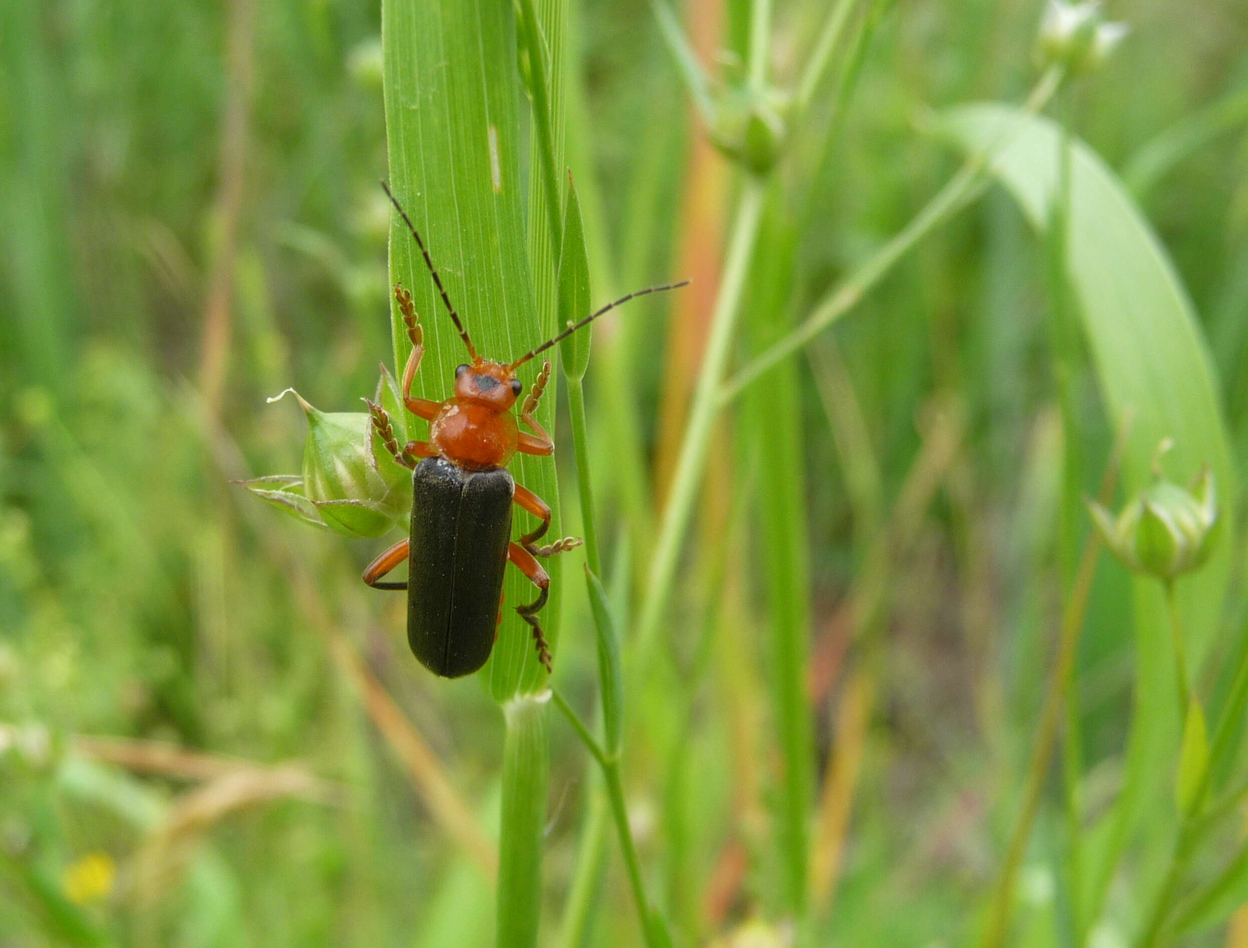 Image of Cantharis livida