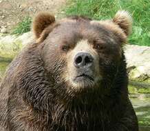 Image of Brown Bear