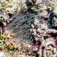 Image of ringed anemone