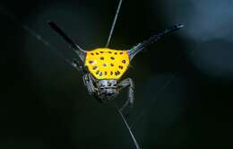 Image of Gasteracantha dalyi Pocock 1900