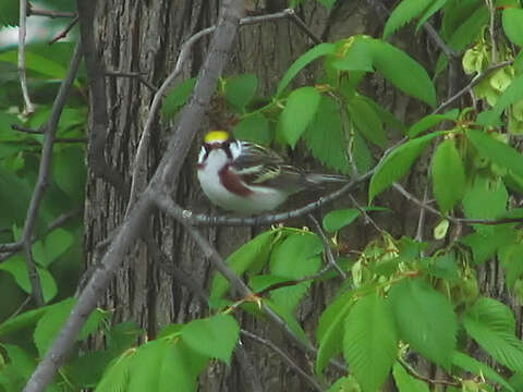 Image of Chestnut-sided Warbler