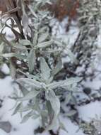 Image of Senecio carnerensis Greenm. ex Greenm.