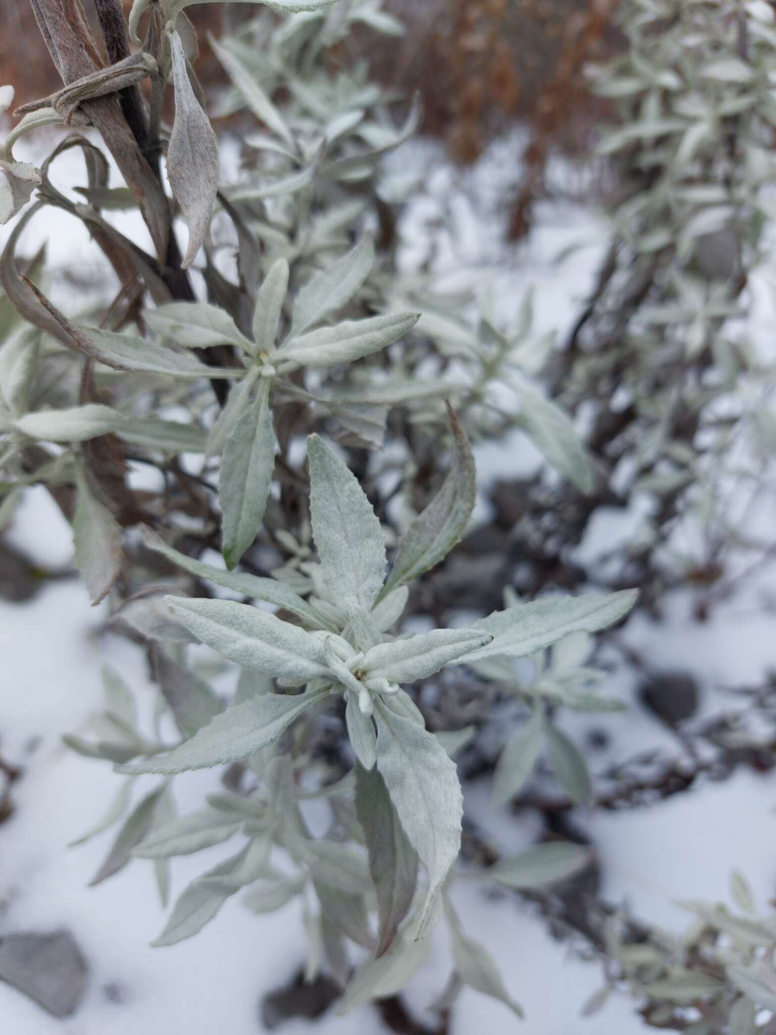 Image of Senecio carnerensis Greenm. ex Greenm.