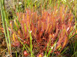 Image of Great Sundew