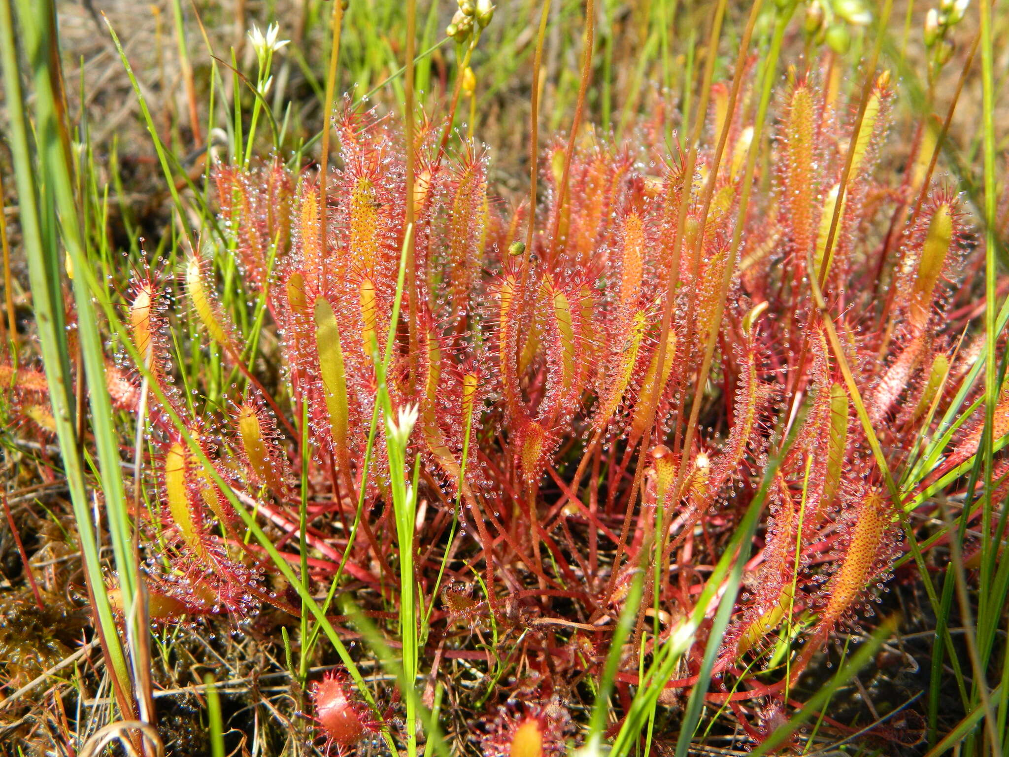 Imagem de Drosera anglica Huds.