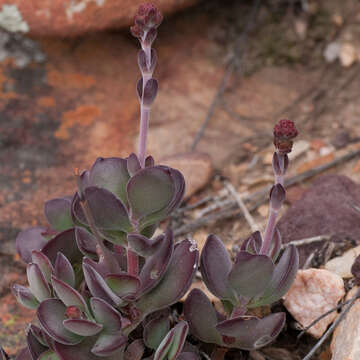 Image of Crassula atropurpurea (Haw.) D. Dietr.