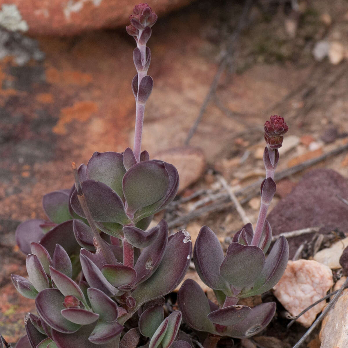 Слика од Crassula atropurpurea (Haw.) D. Dietr.