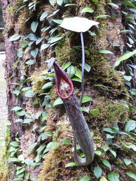 Imagem de Nepenthes zakriana