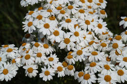 Image of corymbflower tansy