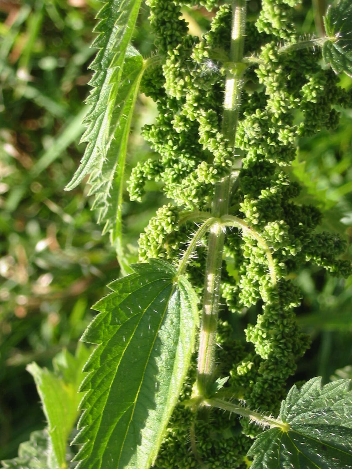 Image of Common Nettle