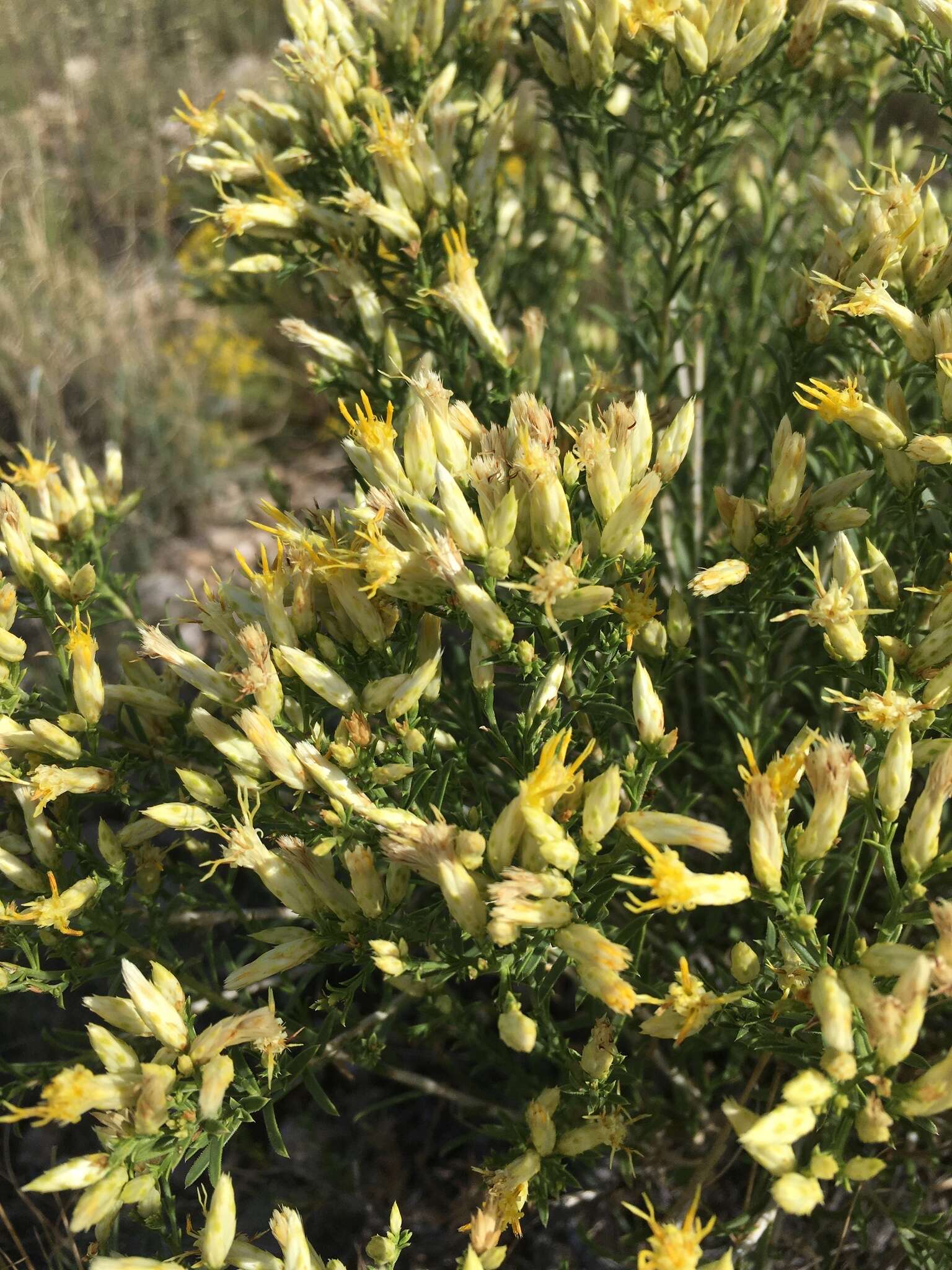 Image of Bailey's rabbitbrush