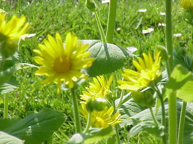 Imagem de Doronicum pardalianches L.