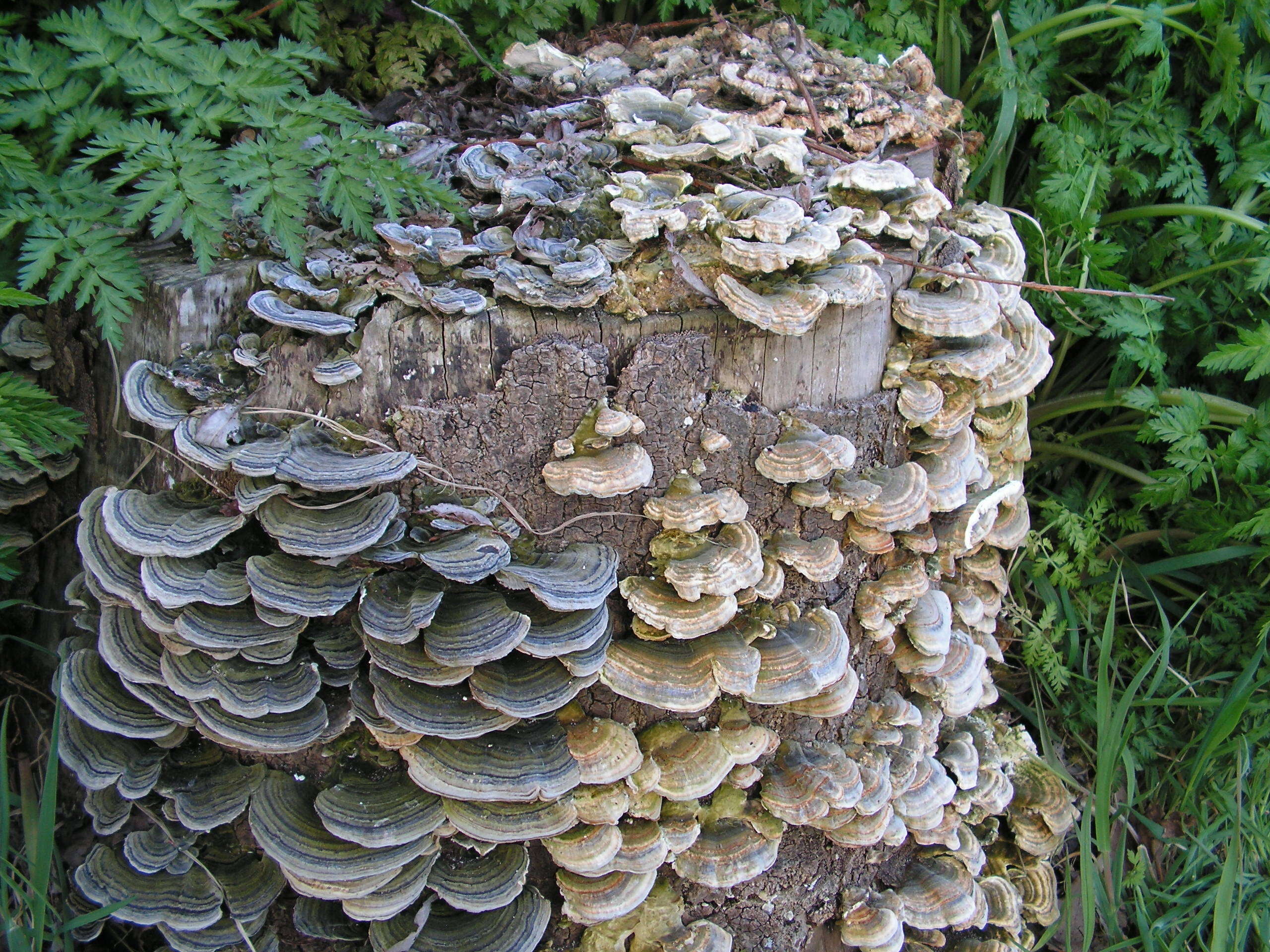 Image of Turkey Tail