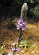 Image of western vervain