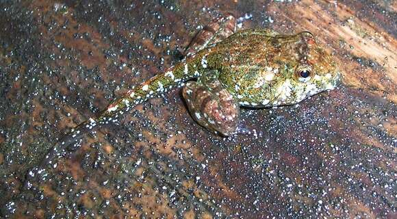 Image of brown leaping frog