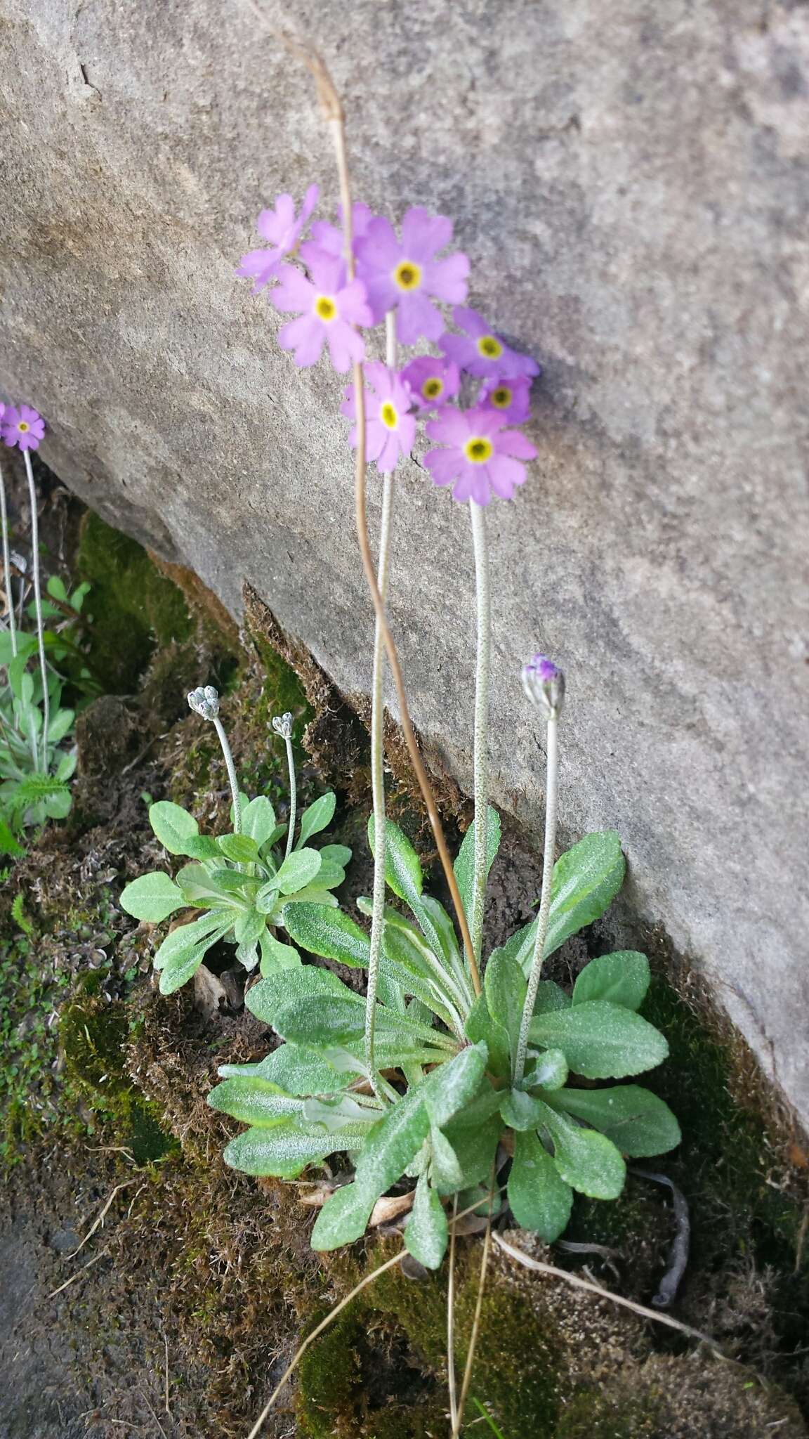 Image of Primula laurentiana Fern.