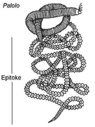 Image of palolo worm