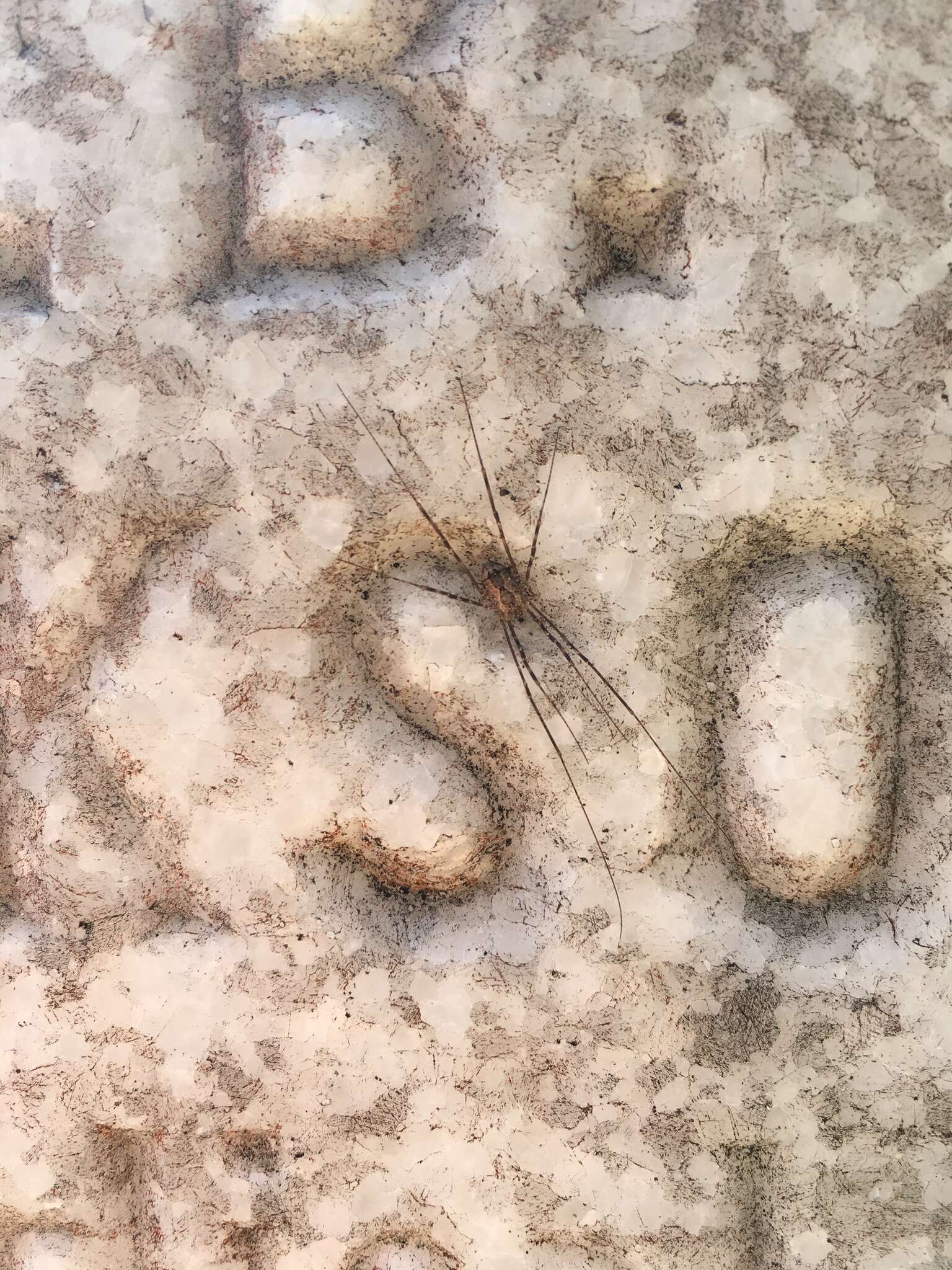 Image of Golden Harvestman