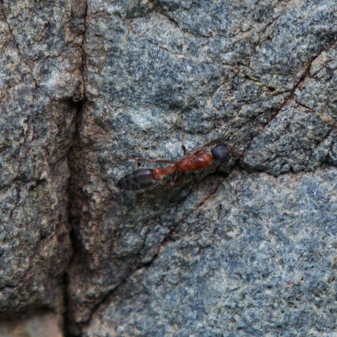 Image of Pseudomyrmex termitarius (Smith 1855)