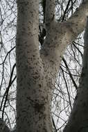 Imagem de Yponomeuta evonymella Linnaeus 1758