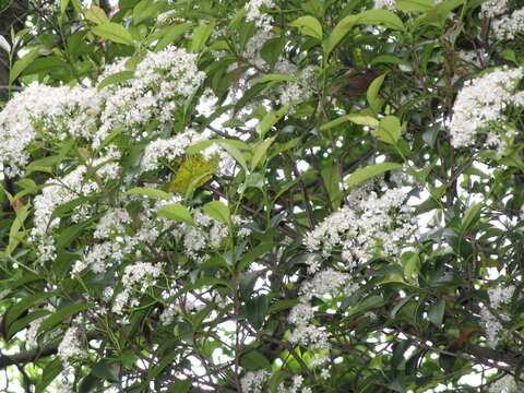 Plancia ëd Photinia glabra (Thunb.) Maxim.