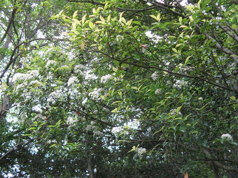 Image of Japanese photinia