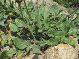 Image of Cephalaria dagestanica Bobrov