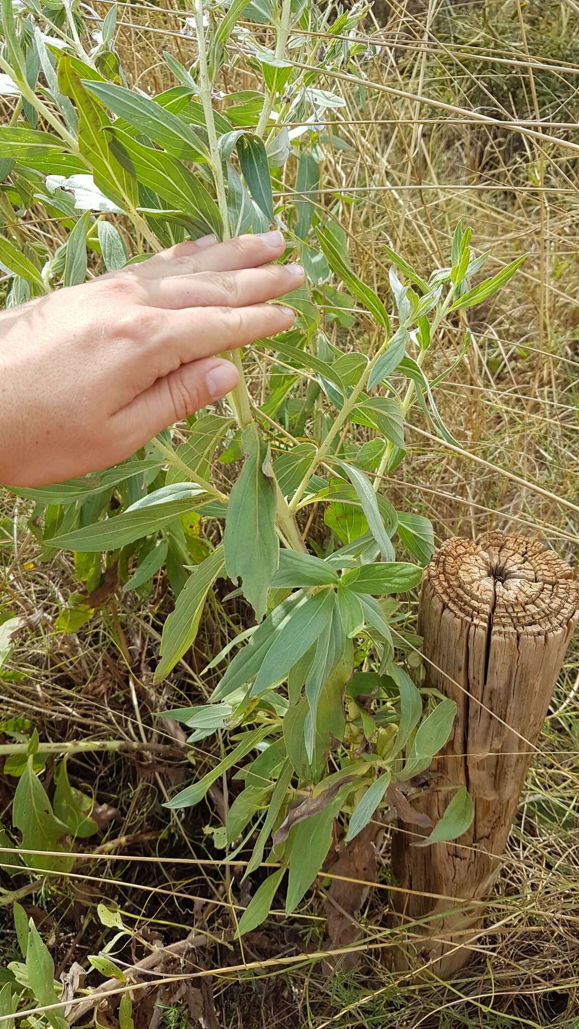 Image of Late weed