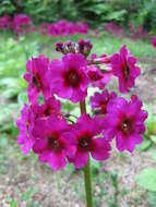 Plancia ëd Primula japonica A. Gray