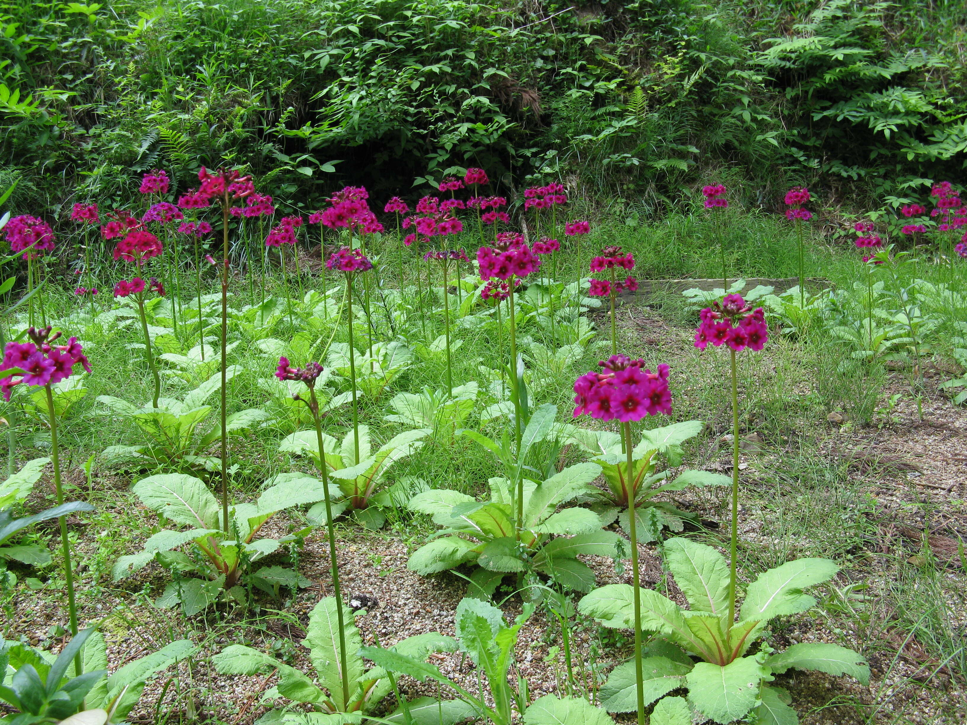 Plancia ëd Primula japonica A. Gray