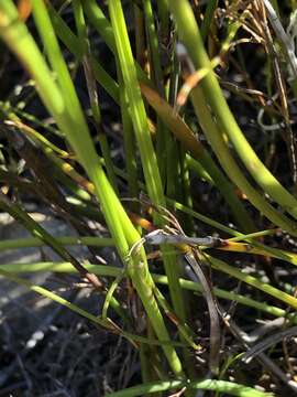 Image of Thereianthus ixioides G. J. Lewis