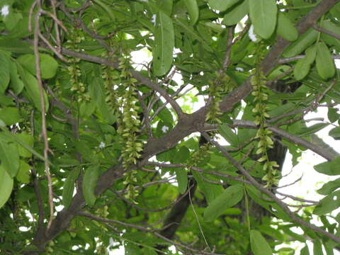 Pterocarya stenoptera C. DC. resmi