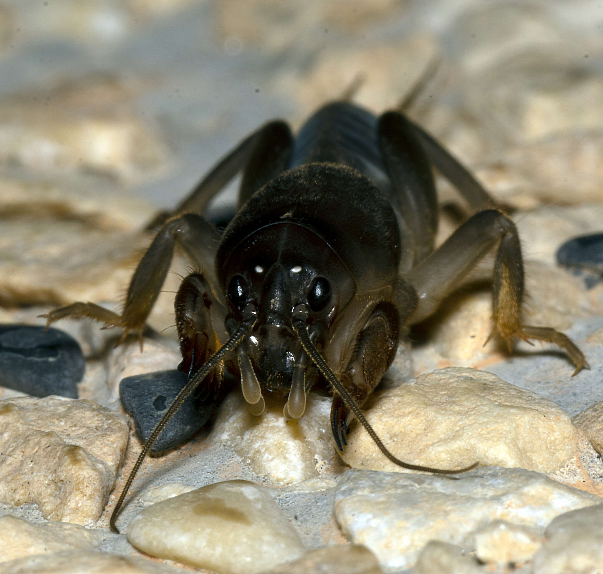 Image of Gryllotalpa nymphicus Tan & M. K. 2012