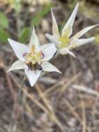 Image de Calochortus lyallii Baker